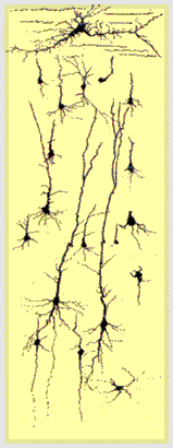 Transition made from slides of neurons taken at 0 months, then 3 months, then 6 months into a brain enrichment program.