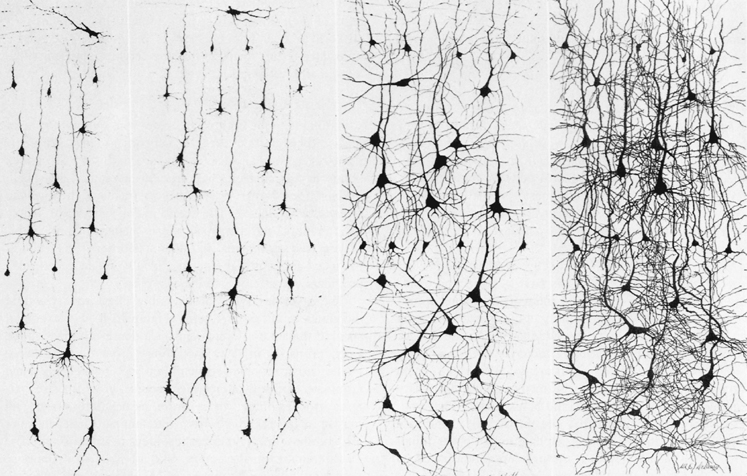 Neuroplasticity and Sensory Enrichment - Adults Neurons do keep growing