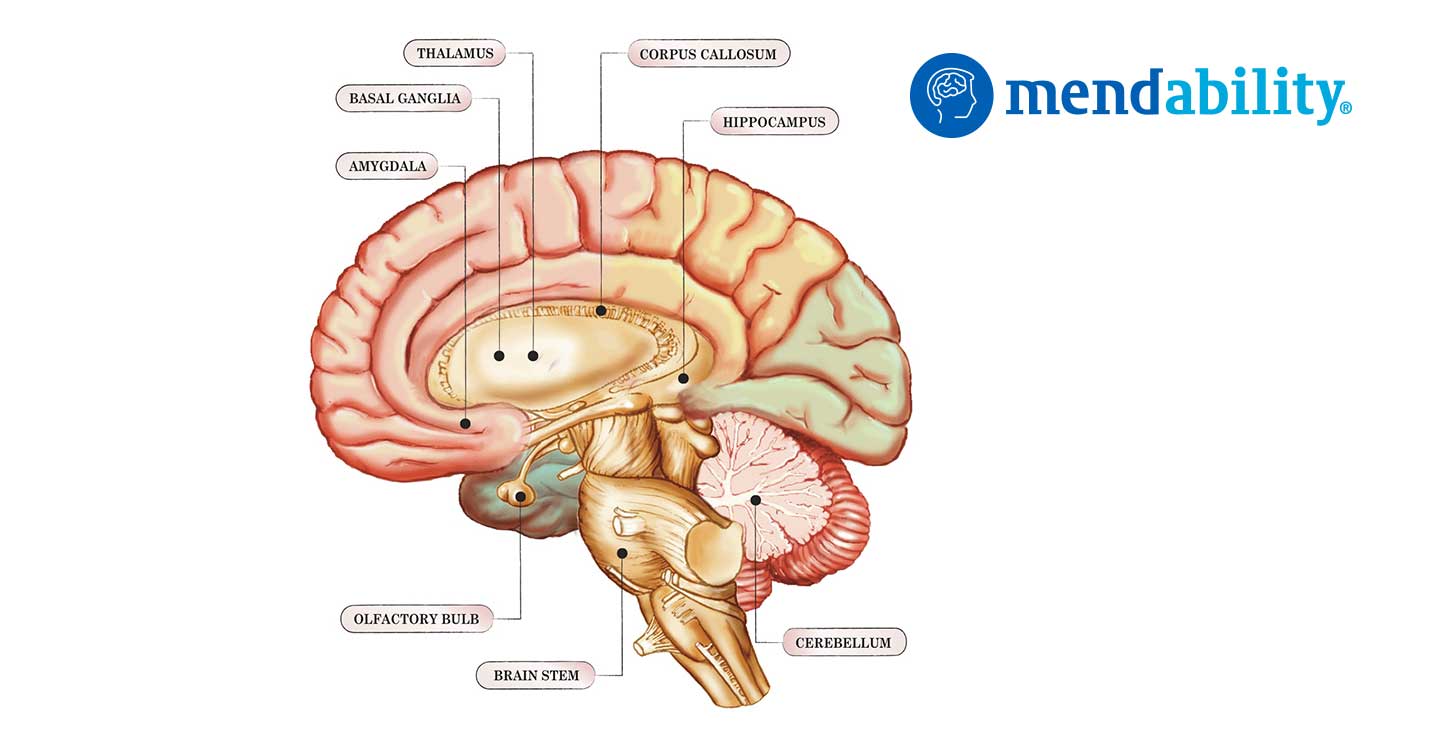 Clues to autism emerge from cerebellum research