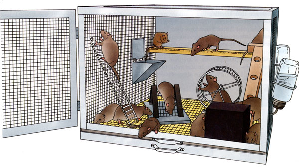 Environmental Enrichment Animal Studies