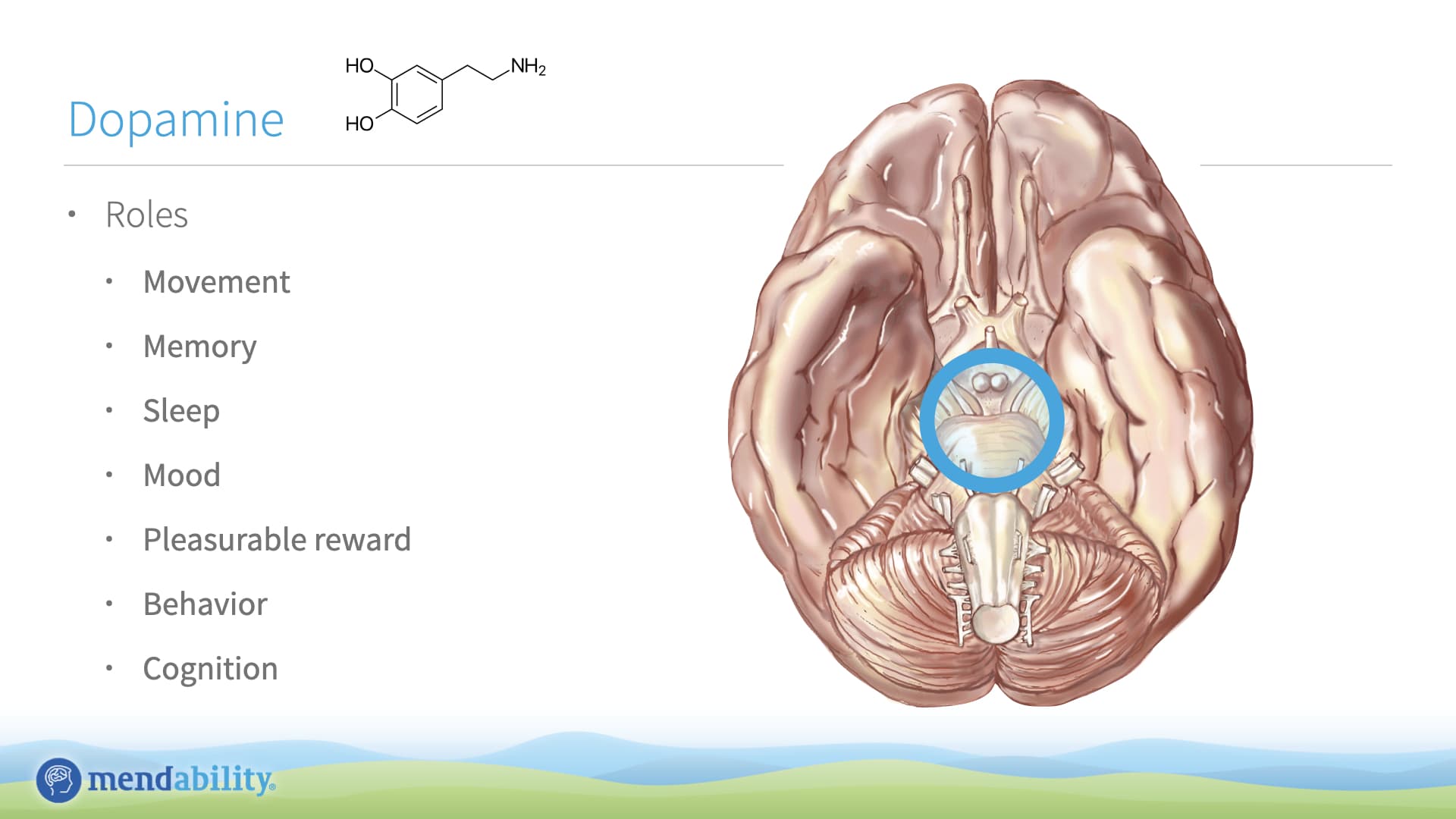 Roles of dopamine, including Movement, Memory, Sleep, Mood, Pleasurable reward, Behavior, Cognition