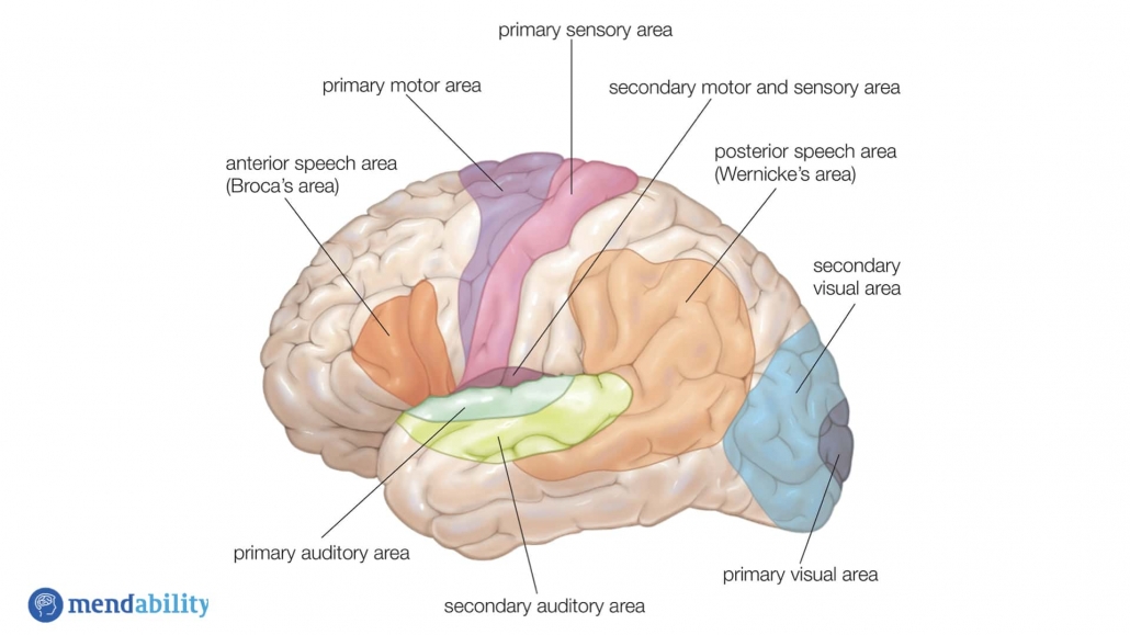 Speech Development - Brain functions