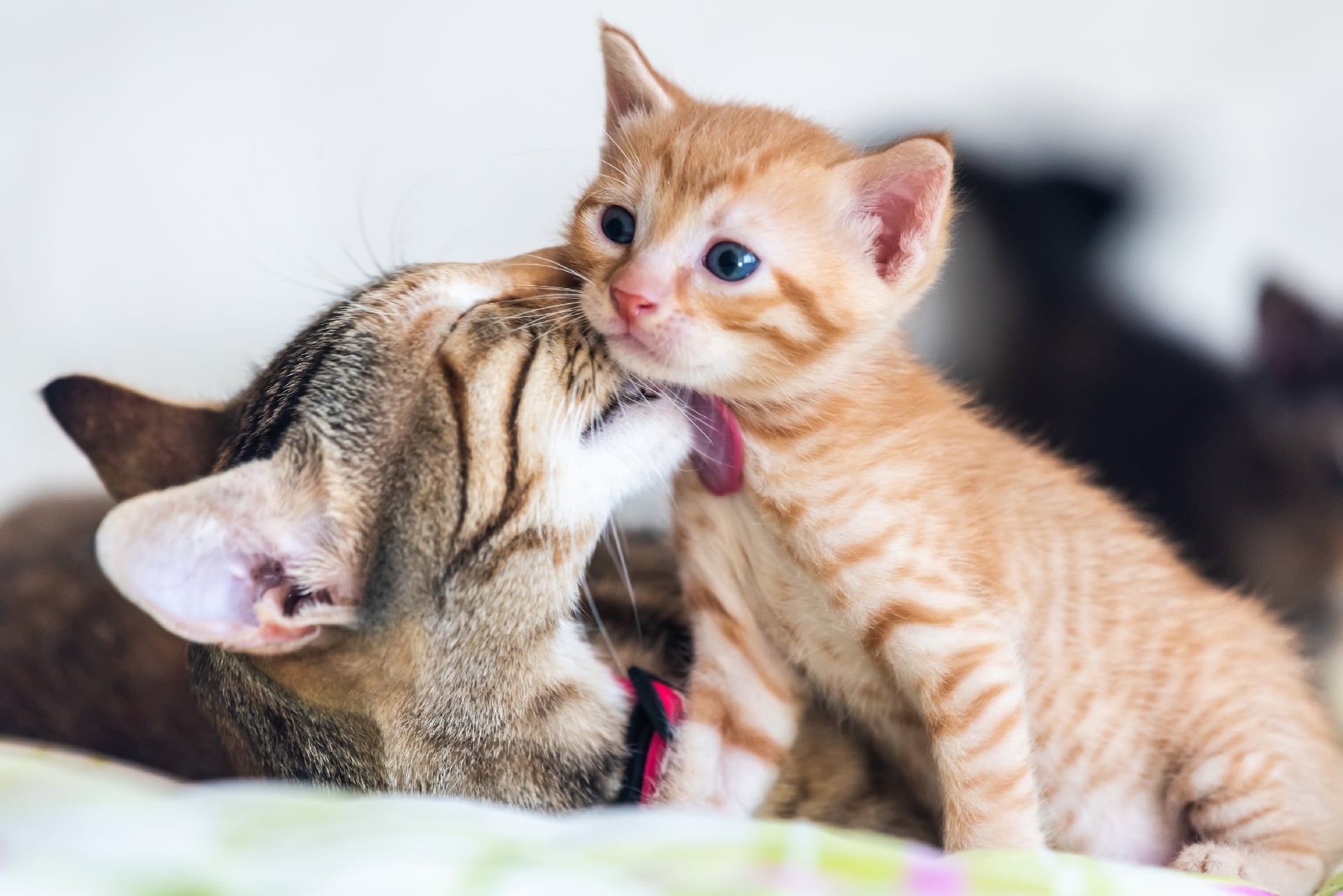 mother cat licking her pup